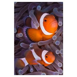 Maroon Clown fish amongst sea anemone tentacles, P Poster