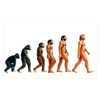 Wall Art  Posters  Stages in human evolution Poster