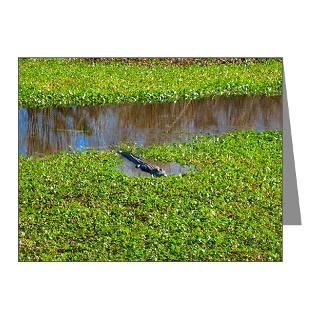 > Alligator Note Cards > American Alligator Note Cards (Pk of 20