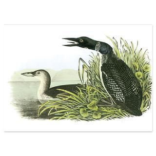 common loon 4 5 x 6 25 flat cards $ 1 45