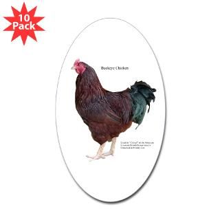 Buckeye Chicken  American Livestock Breeds Conservancy Store