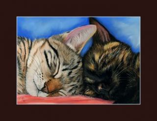 painting Pastel Catnap Tabby cat Calico Cat Katze Pastell Zeichnung