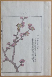 Kono Bairei Japanese Woodblock Flower Print I286 1900