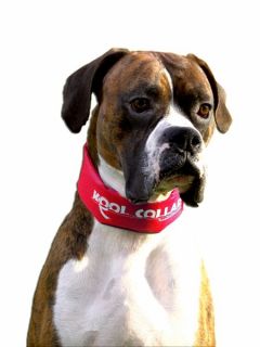 12 Kool Collar Stop Sign Red Large