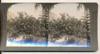 Lemons Growing in Lake Worth FL Keystone Stereoview