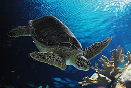 blue sea turtles, black land turtles
