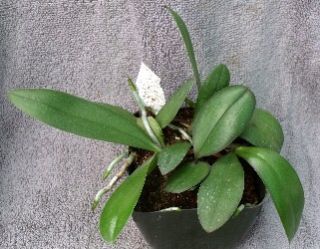 Phalaenopsis Brother Lawrence 4N Orchid Compot 6 PLTS