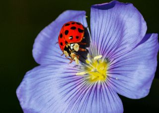 3D Postcard Ladybug and Flower Wildlife Post Card