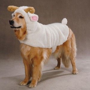Zack Zoey Lil Sheep Halloween Dog Costume MD