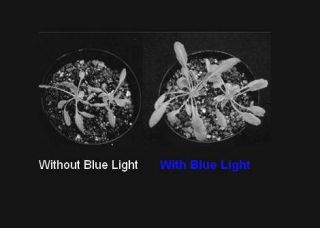 look at the photo and see how lack of blue light stunts plant growth
