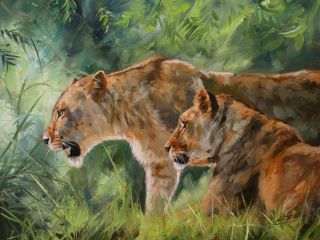 Pair of Lions Superb David Stribbling Oil Painting