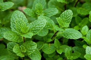 Spearmint One Live Plant Very Easy to Grow Makes A Great Ground Cover