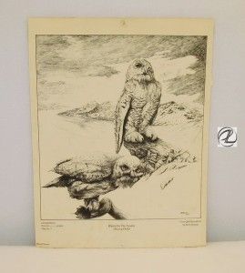 Drawing Art Owl Harry Duncan Owls Sign Limited Pen Ink