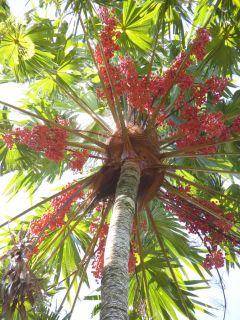 Anahaw Palm, A tropical lowland plant requiring high humidity and a