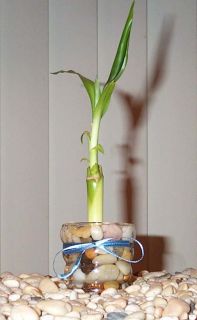Lucky Bamboo Plant Bee Hive Vase Cape May Diamonds
