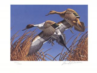 1979 Minnesota Duck Print Pintails SBA David Maass