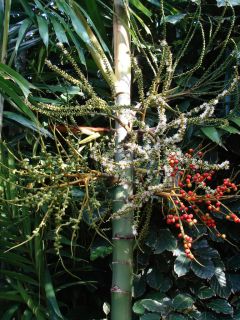 Macarthur Palm has two foot long, branched flower stalks hanging below