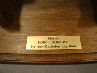 Age Florida Dug Mastodon Leg Bone Fossil Old Mammoth Elephant