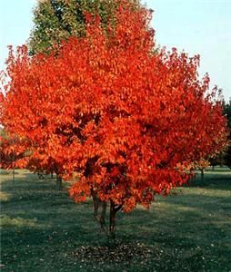 Amur Maple Tree Seed * BONSAI PLANT * Rare Acer Ginnala * GROW INDOOR