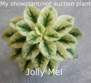 Jolly Mel African Violet Semiminiature New for 2011