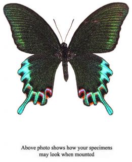 Papilio Hermeli Unmounted Butterfly