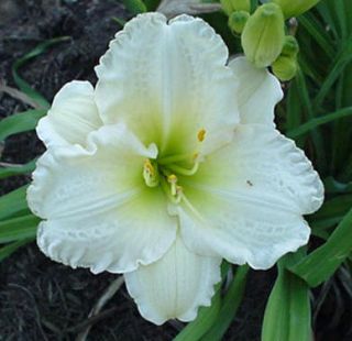 season diploid rebloomer foliage dormant hybridizer b millikan 1990