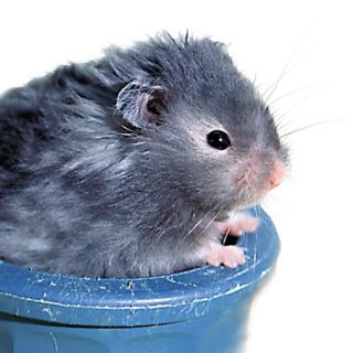 Small Pet Live Pet Long Haired Hamster