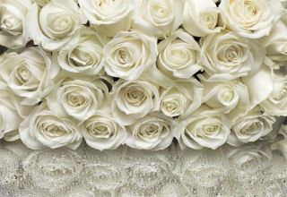 Fototapete A la Rose Strauß weiße Rosen Blumen Blüten
