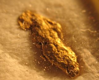 GOLD ged Nugget 0 26 g 1 45 carat Val Sumvitg Surselva Graubuenden