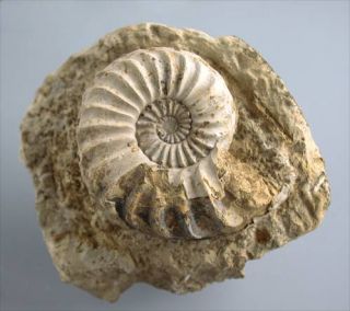 Lias Pleuroceras solare Ammonit aus einer Knolle Kalchreuth 1802