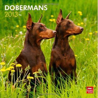 Dobermans 2013   Dobermann   Original BrownTrout Kalender: 