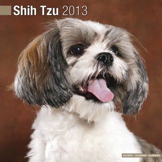 Remarkable Shitzu 2013   Shih Tzu   Original BrownTrout