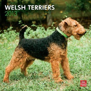 Kalender 2013 Welsh Terriers   Welsh Terrier   Browntrout + kostenlose