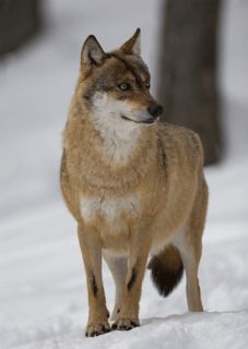 3D Postkarte Wolf, Tiere, Wildtiere