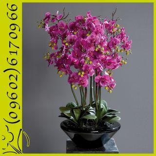 Orchidee Phalaenopsis in Schale Kunstorchidee Kunstblume fuchsia 90 cm