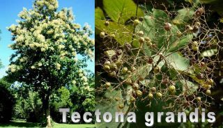 Tectona grandis ** Teakholzbaum, Teak ** 100 Samen