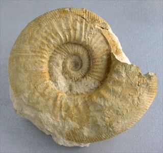 Malm Progeronia sp. Großer Ammonit Dietfurt R5