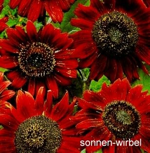 Sonnenblumen Samt Königin mit tief rot braune Blüten