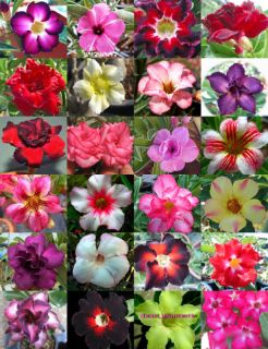Adenium Obesum identified by color115 Seeds 24 Type