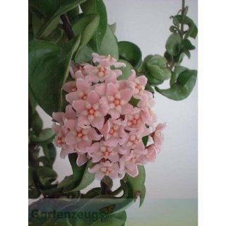 Porzellanblume (Hoya carnosa compacta)   Jungpflanze: 