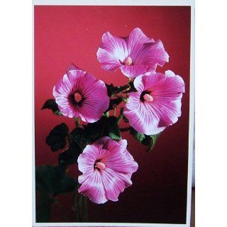 EIGEN 63800 Postkarte Blumenmotiv Cosmea rosa Bürobedarf
