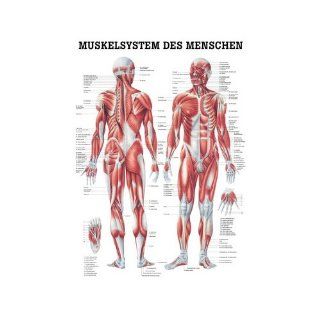 Anatomische Lehrtafel Muskelsystem des Menschen, Tafel 70 x 100 cm