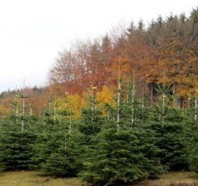 Weihnachtsbaum Nordmanntanne, ca. 105   120 cm hoch, geschlagen