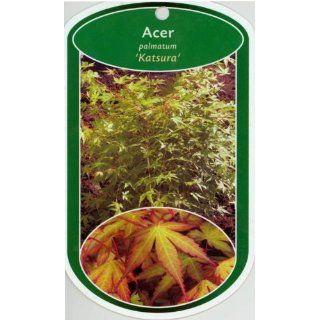 Acer palmatum Katsura Containerpflanzen 140 160 cm Garten