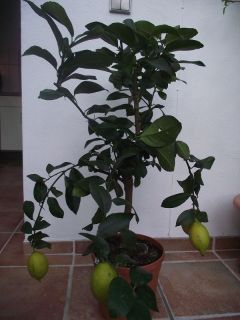 Echter Zitronenbaum,Citrus Limon mit 4 Zitronen #223