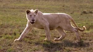 Der weiße Löwe wurde mehrfach ausgezeichnet, unter anderem mit dem