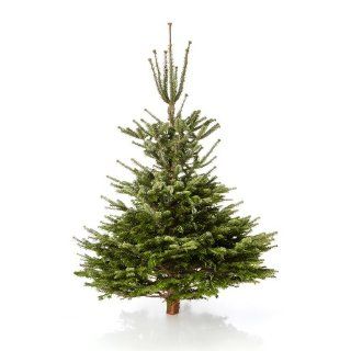 Weihnachtsbaum Nordmanntanne, ca. 165   180 cm hoch, geschlagen