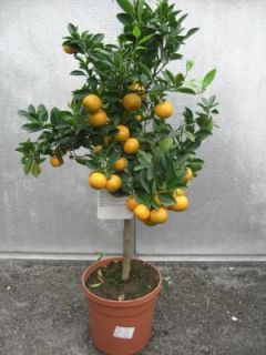 Citrus Mitis Calamondin Orange 100cm Orangenbaum
