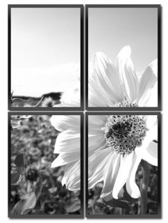 Sommer Bild Sonnenblume schwarz weiß Bilder Dekoration Deko Geschenk