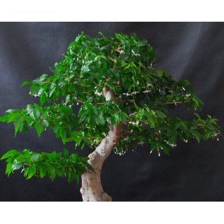 Buddha Baum / Pappel Feige (Ficus religiosa)   20 Samen 